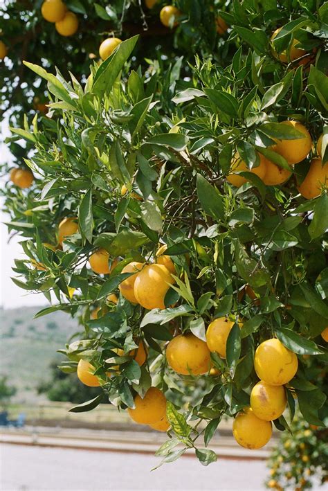 The Swanner House, San Juan Capistrano — With Love by Katie