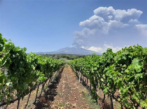 The best wine comes from true passion - Reviews, Photos - Tenuta Papale ...