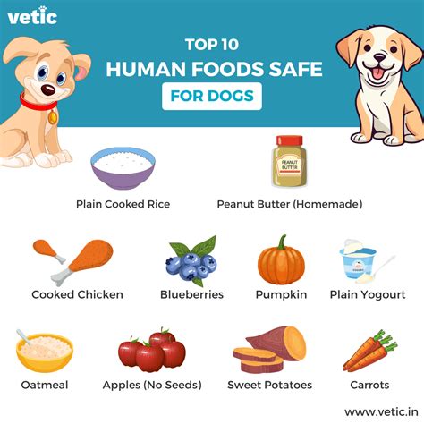 10 Toxic Foods for Dogs & 10 Safe Alternatives Every Owner Must Know