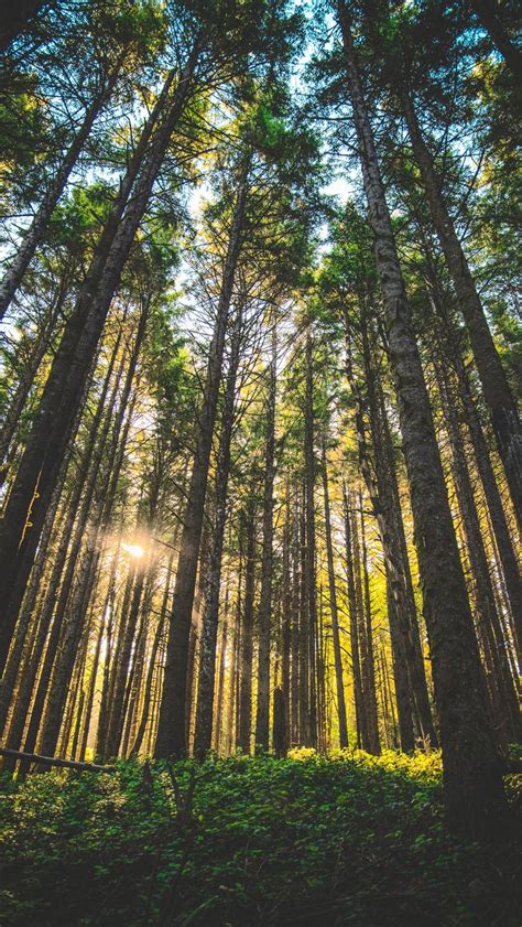 Download wallpaper 800x1420 forest, trees, sunlight, grass, oregon ...