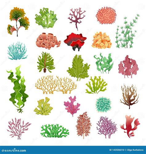 Ocean Plants Names List Marine Plants And Algae List Puget Sound