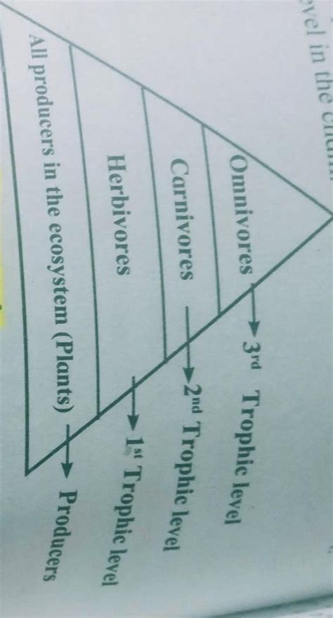 the trophic level of lion in a forest ecosystem comes inA)T3B)T4C)T2D ...