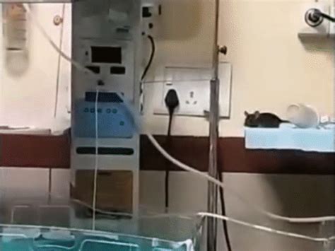 Operation Rat Kill after deaths of children in Indore