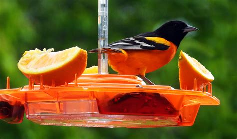 L'il Sweety Oriole Feeder | Best Quality Bird Feeders