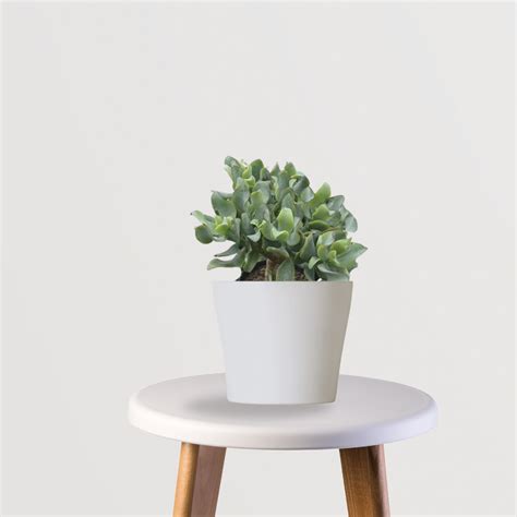 Curly Jade Plant – Gardengram
