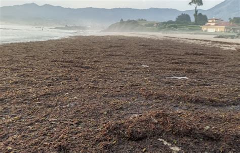El PP de Colunga denuncia el abandono de las playas del concejo en ...