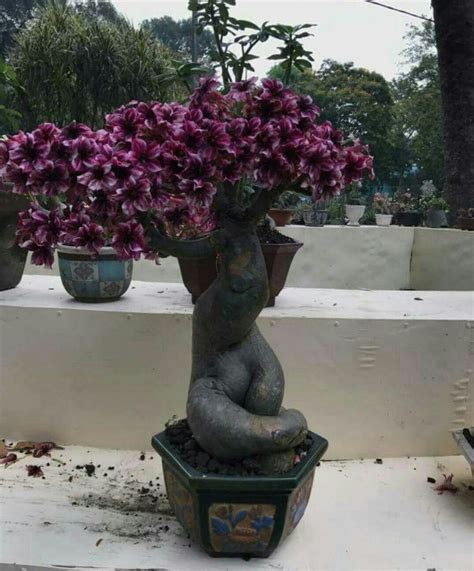 Pin em ROSA DO DESERTO(ADENIUM OBESUM). | Rosa do deserto, Flores do ...