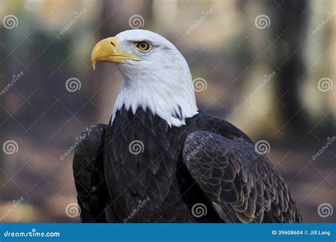 Bald Eagle Head Shot stock photo. Image of body, prey - 39608604