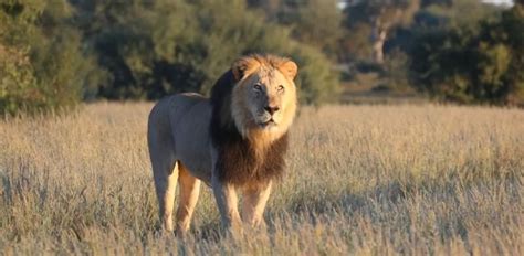 Sher Meme Template Meme Download | Memes.co.in