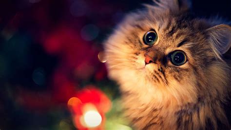 Cute Cat Wallpapers - Top Free Cute Cat Backgrounds - WallpaperAccess