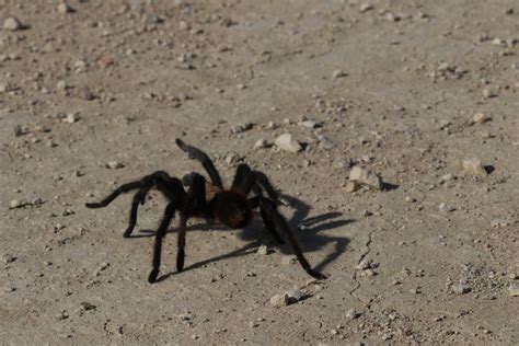 Texas Brown Tarantula Migration