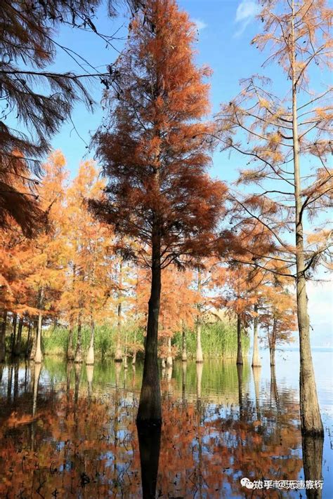 冬日洱海红水杉美出圈最新素材