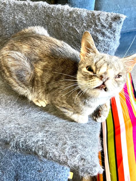 This is Juniper (Junie), who joined my furry family about 7 weeks ago ...