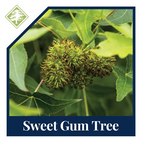 Sweet Gum Tree Care: Tips for Growing and Maintaining Sweet Gums in the ...
