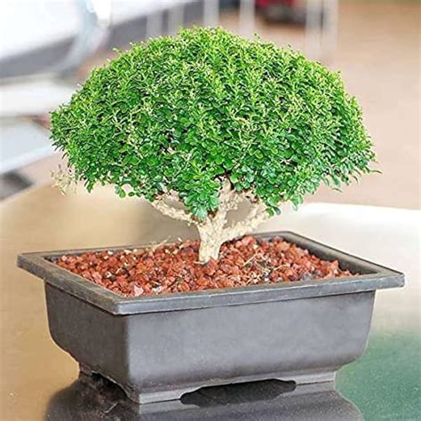 Table plant real,Table plant real,Table kamini (Pack of 1 With Pot ...