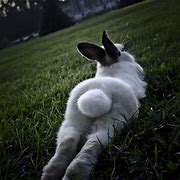 Image result for Funny Bunny Rabbit Faces