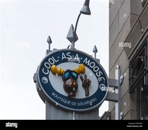 Cool as a Moose shop sign in old Quebec City, Quebec, Canada Stock ...