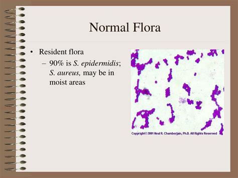 What Does Mixed Urogenital Flora Mean In Urine Culture at Joanne Miller ...