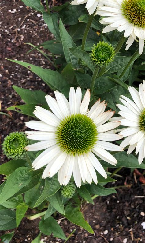 Echinacea Purpurea Planta Cuidados at Caitlyn Buvelot blog