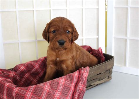 Irish Setter Puppies For Sale - AKC PuppyFinder