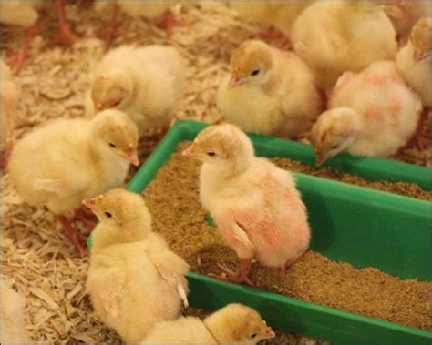 Image result for Turkey Brooder