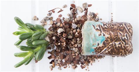 Best Soil for Succulents - DIY and Pre-Mixed Options | Succulents and ...