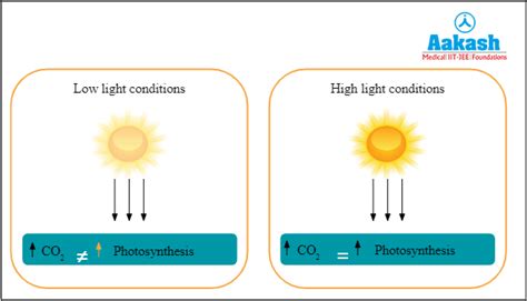 Photosynthesis: Definition, Location and Types | AESL