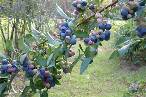 盆栽蓝莓的养殖方法和注意事项 - 花百科