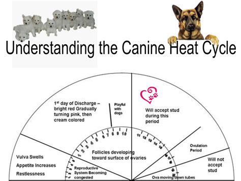 Female Dog Heat Period