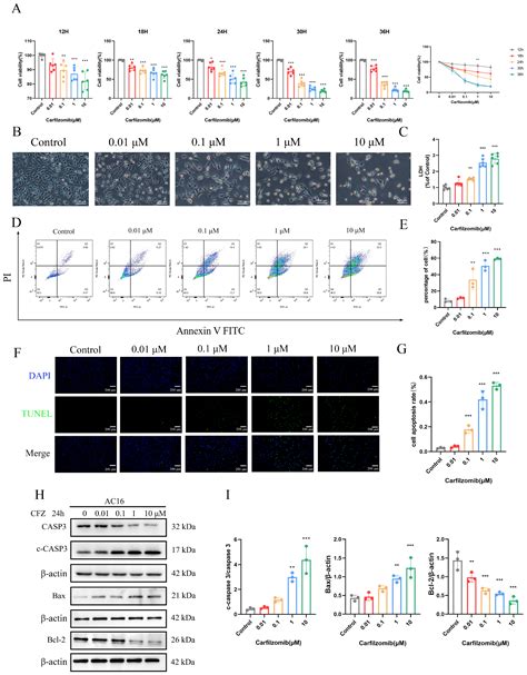 Carfilzomib Induces Cardiotoxicity by Blocking Autophagic Flux Through ...