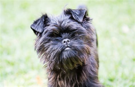 What Size Dog Is A Affenpinscher