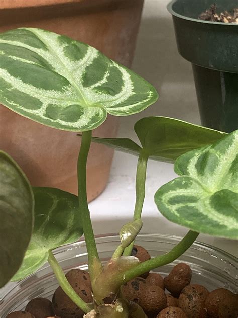 New leaf energy 🌱 : r/houseplants