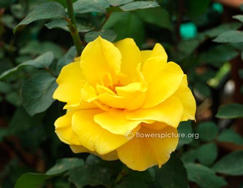 Lalbagh flower show 2015 pictures gallery-5