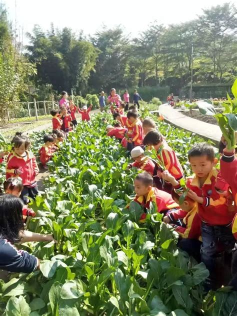 新奇！这家幼儿园专门开辟100亩生态基地让孩子们种菜_东莞时间网