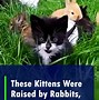 Image result for Bunnies and Kittens in Fall