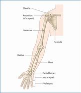 Image result for four extremities