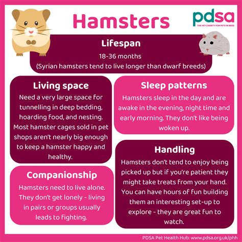 Hamsters as pets - PDSA
