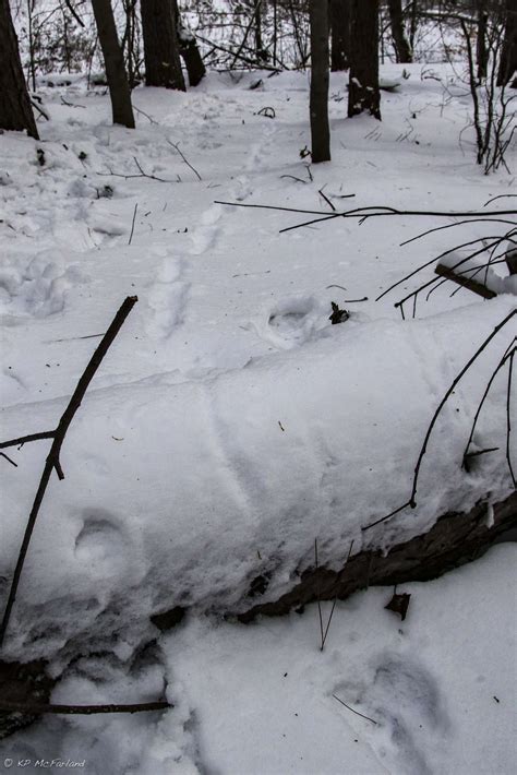 Fisher Cat Tracks In Snow