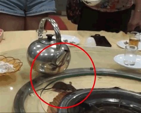 上海一奢华酒店现老鼠上餐台：国际酒店屡现食品安全问题 管理漏洞如何堵_凤凰网