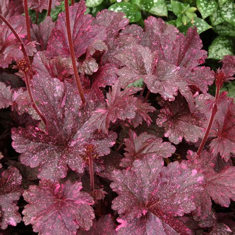 Heuchera ‘Midnight Rose’ | TERRA NOVA® Nurseries, Inc.