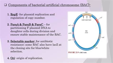 Artificial chromosome I Bacterial Artificial Chromosome I Yeast ...