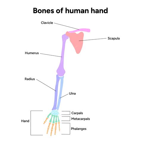 Premium Vector | Diagram showing shoulder bone bones of human hand