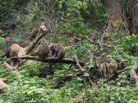 EMARTI ECO AFRICA ADVENTURE (2026) All You Need to Know BEFORE You Go ...