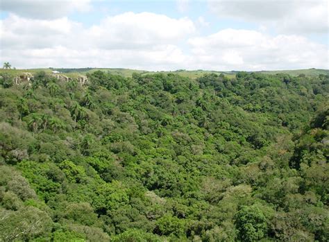 Bosque de quebrada | MGAP