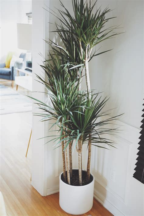 Dracaena Marginata Plant Care Tips — Ashley Hosmer