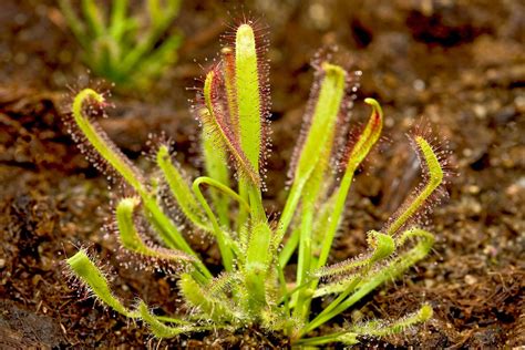 Droseraceae | Carnivorous Plants, Sundews & Pitcher Plants | Britannica
