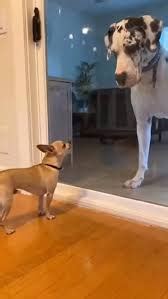 13 Trending Chihuahua Meme Moments That Prove Small Dogs Are Wild | Memes