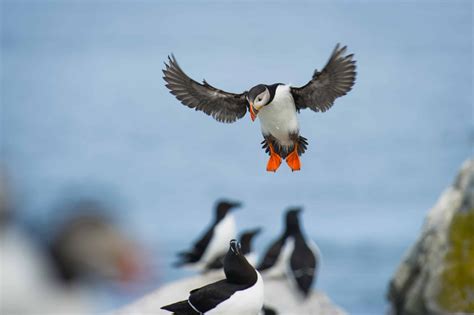 Where To See Puffins in Newfoundland, Canada - Travel Bliss Now