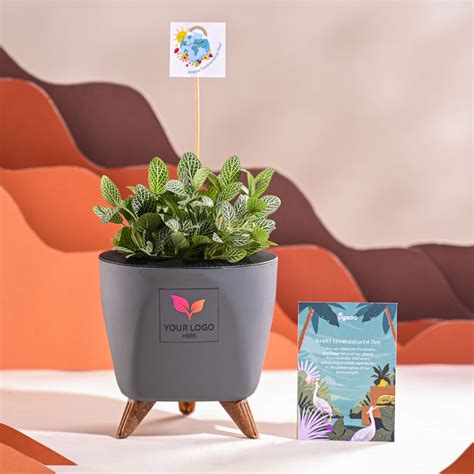 Buy Fittonia Green Plant (Nerve Plant) For Environment Day Gifting in ...