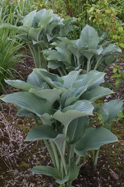Hosta 'Krossa Regal' – Ballyrobert Gardens